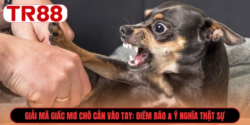 Giải mã giấc mơ chó cắn vào tay: Điềm báo & ý nghĩa thật sự