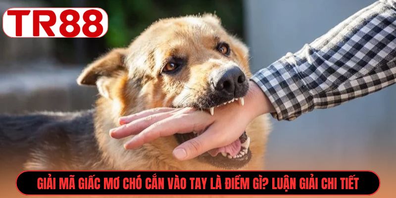 Giải mã giấc mơ chó cắn vào tay là điềm gì? Luận giải chi tiết