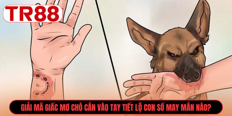 Giải mã giấc mơ chó cắn vào tay tiết lộ con số may mắn nào?