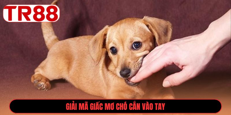 Giải mã giấc mơ chó cắn vào tay